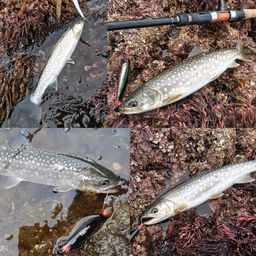 アメマス