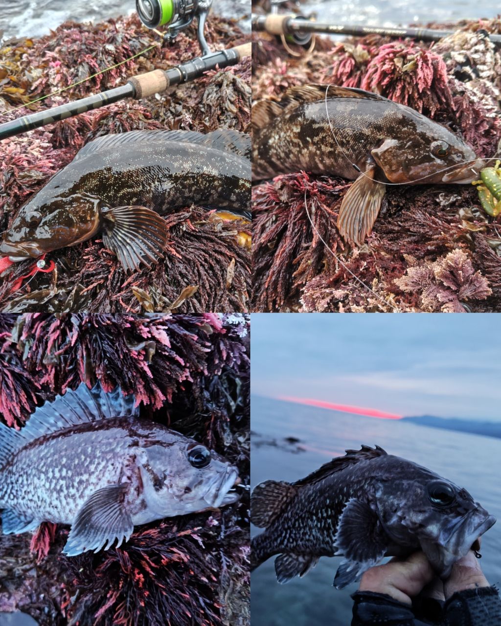 アメマス