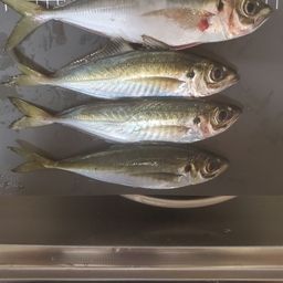アジ