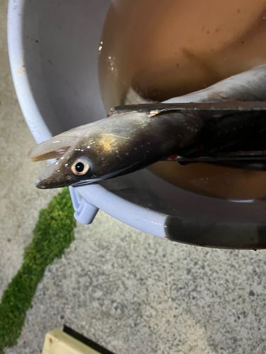 アナゴの釣果
