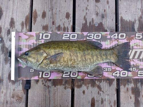 スモールマウスバスの釣果