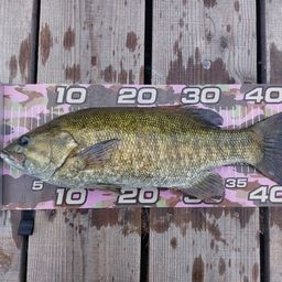 スモールマウスバス