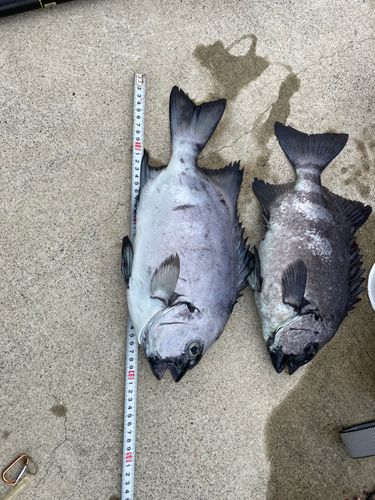 イシダイの釣果