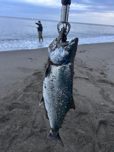 サクラマスの釣果