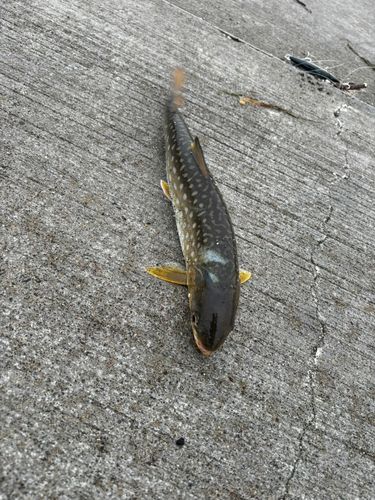 ウミアメの釣果