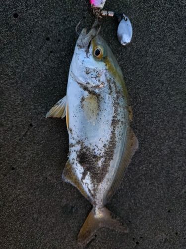 ネリゴの釣果
