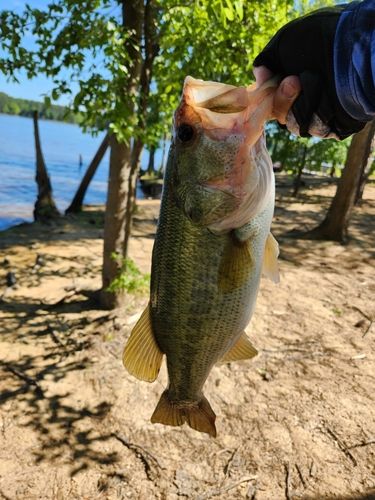 ラージマウスバスの釣果
