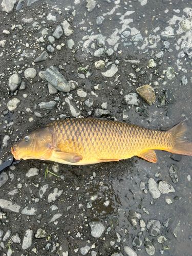コイの釣果