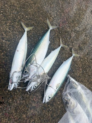 サバの釣果