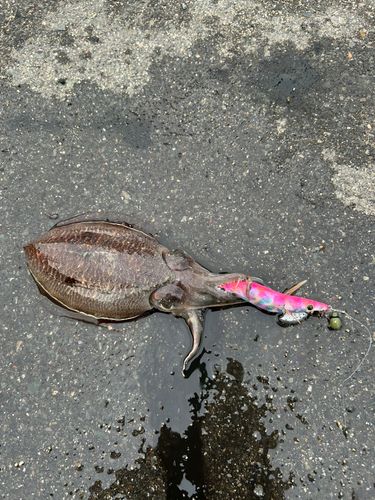 コウイカの釣果