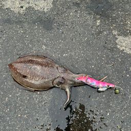 コウイカ
