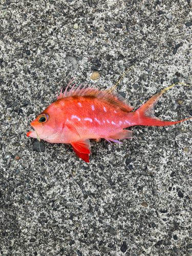 サクラダイの釣果