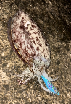 コウイカの釣果