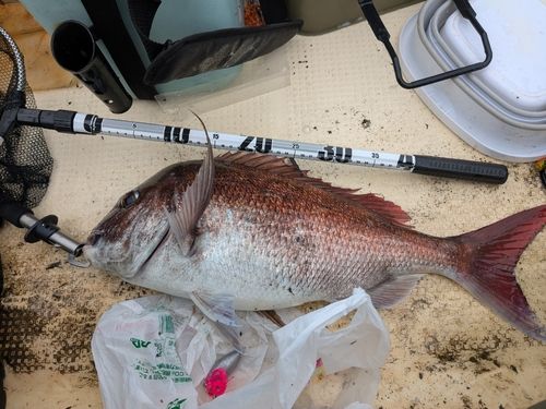 マダイの釣果