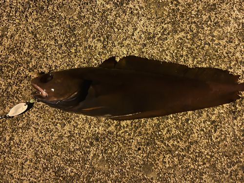 ドンコの釣果