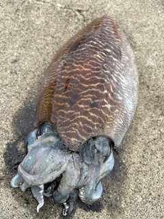 コウイカの釣果
