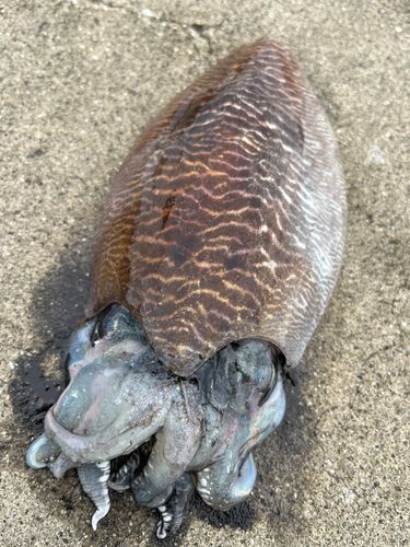コウイカの釣果