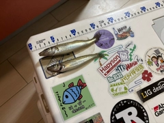 キスの釣果
