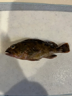 カサゴの釣果