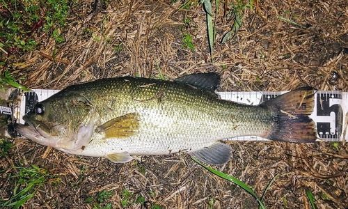 ブラックバスの釣果