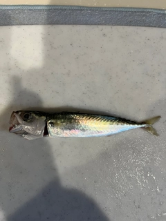 マサバの釣果