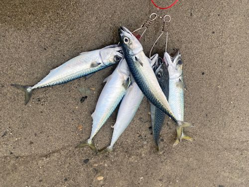 サバの釣果