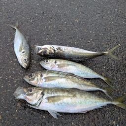 アジ