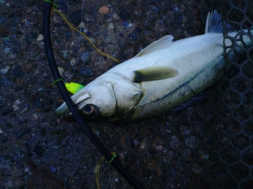 フッコ（マルスズキ）の釣果