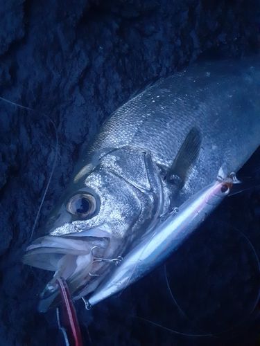 ヒラスズキの釣果