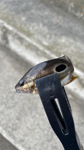 クロホシフエダイの釣果