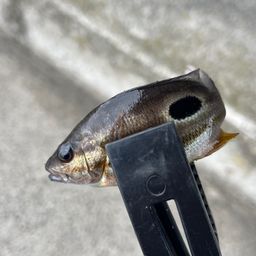 クロホシフエダイ