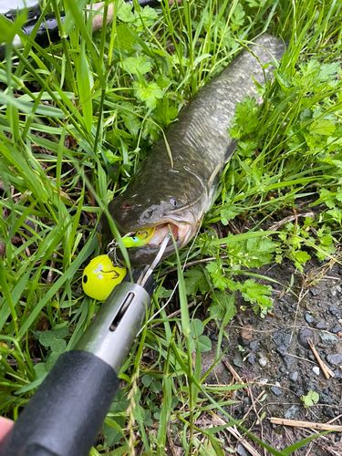 マナマズの釣果