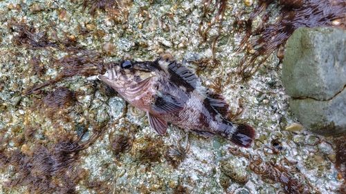 ムラソイの釣果