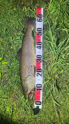 ブラウントラウトの釣果