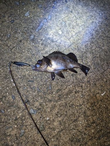 クロメバルの釣果