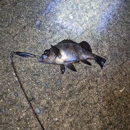 クロメバル