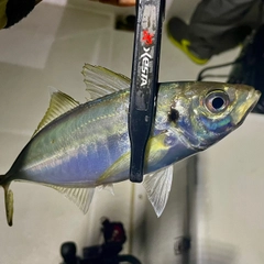 マアジの釣果