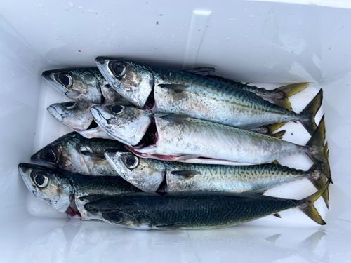 サバの釣果