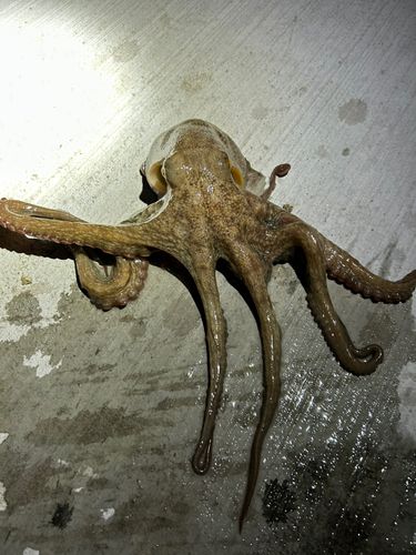 タコの釣果