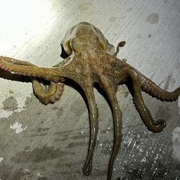 タコ