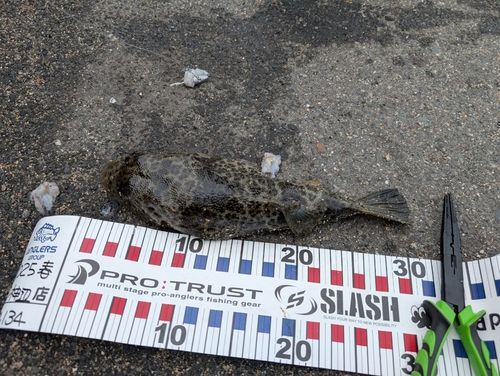 ショウサイフグの釣果