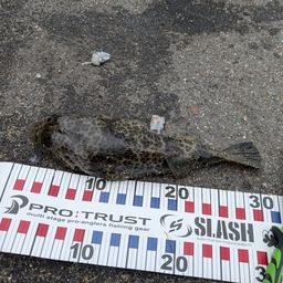 ショウサイフグ