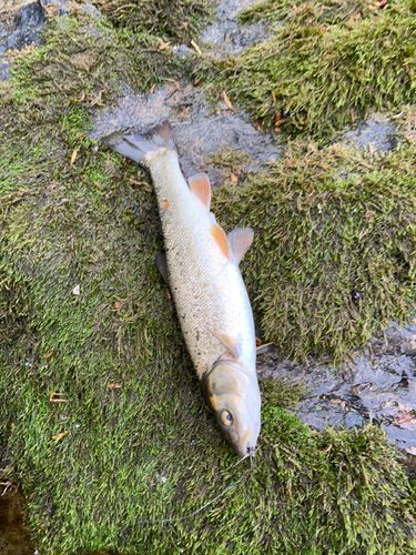 エゾウグイの釣果