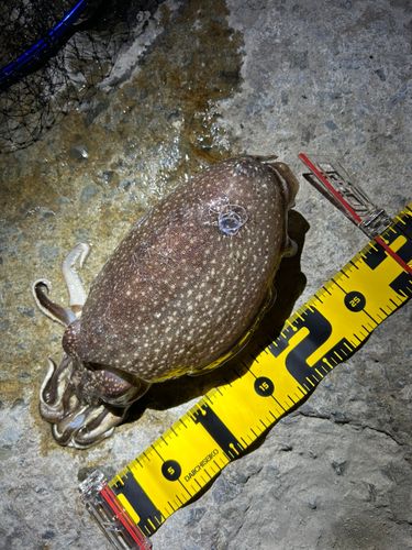 シリヤケイカの釣果