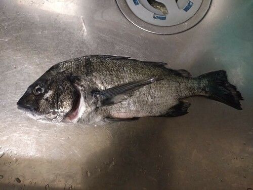 クロダイの釣果