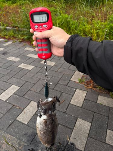 モンゴウイカの釣果