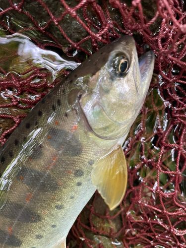 アマゴの釣果