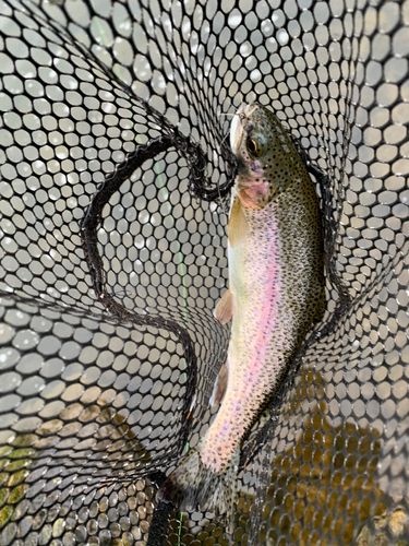 ニジマスの釣果