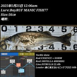 シーバス