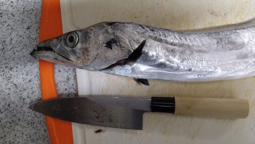 タチウオの釣果